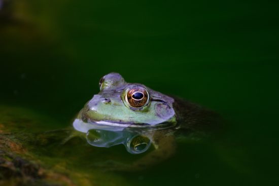 Frog Sustainability matthew kosloski unsplash